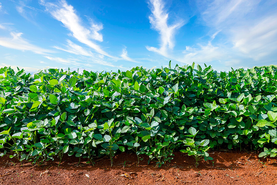 Efeitos herbagreen® nas principais pragas e doenças da Soja.